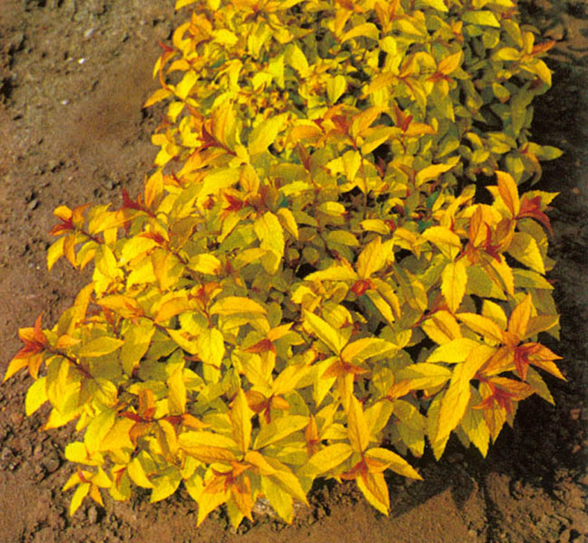 Спирея японская Голдфлейм